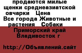 продаются милые щенки среднеазиатской овчарки › Цена ­ 30 000 - Все города Животные и растения » Собаки   . Приморский край,Владивосток г.